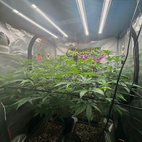 Dante's Inferno (4)  growlog timeline photo