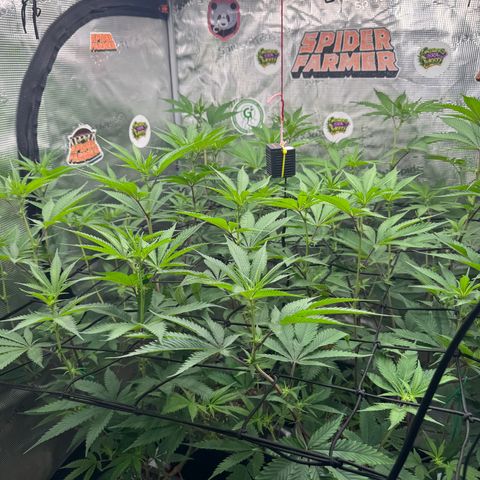 Dante's Inferno (4)  growlog timeline photo