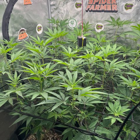 Dante's Inferno (4)  growlog timeline photo