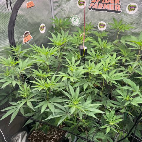 Dante's Inferno (4)  growlog timeline photo