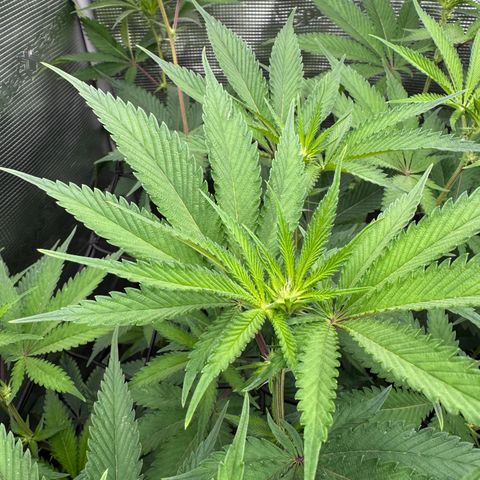 Dante's Inferno (4)  growlog timeline photo