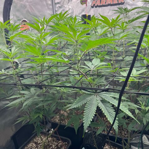 Dante's Inferno (4)  growlog timeline photo