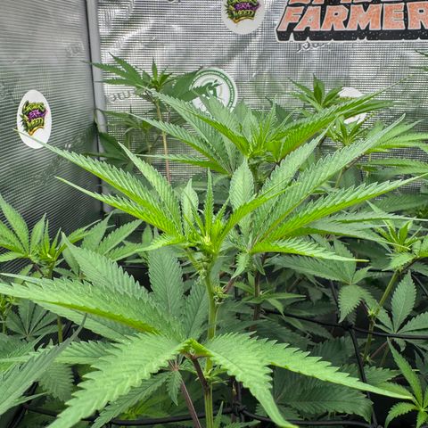 Dante's Inferno (4)  growlog timeline photo