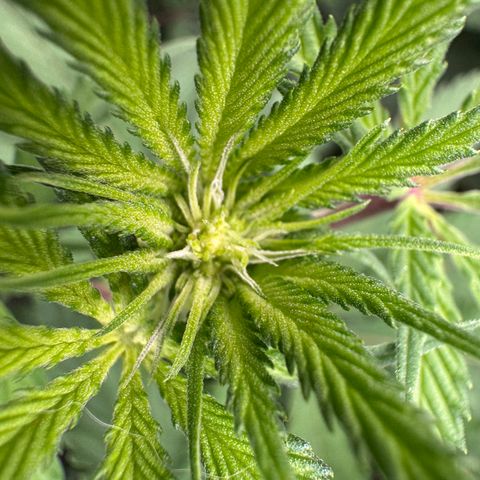 Dante's Inferno (4)  growlog timeline photo