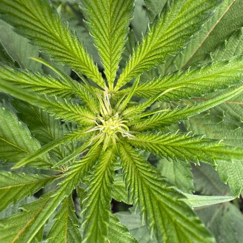 Dante's Inferno (4)  growlog timeline photo