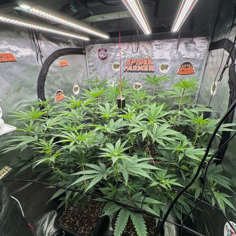 Dante's Inferno (4)  growlog timeline photo