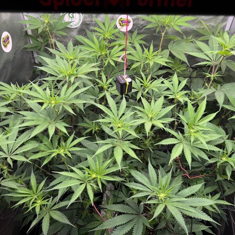 Dante's Inferno (4)  growlog timeline photo