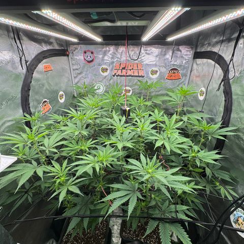 Dante's Inferno (4)  growlog timeline photo