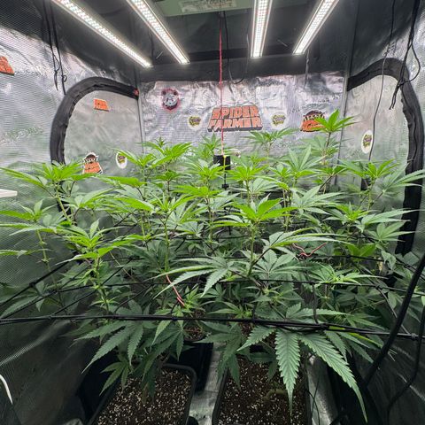 Dante's Inferno (4)  growlog timeline photo