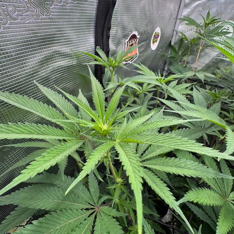 Dante's Inferno (4)  growlog timeline photo