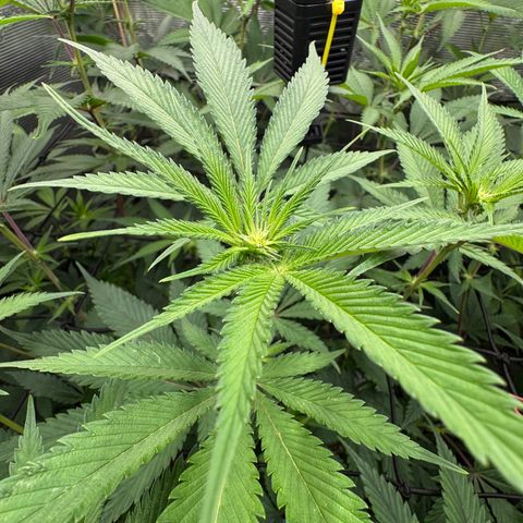 Dante's Inferno (4)  growlog timeline photo