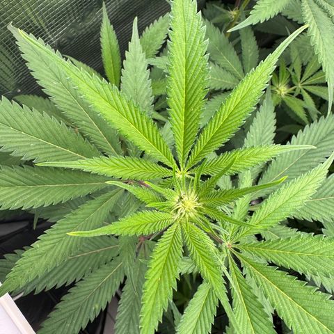 Dante's Inferno (4)  growlog timeline photo