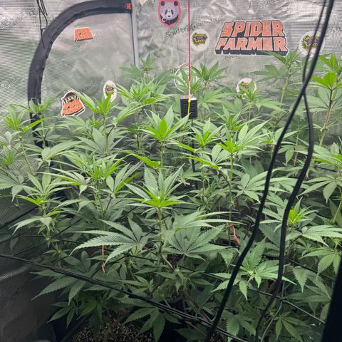 Dante's Inferno (4)  growlog timeline photo