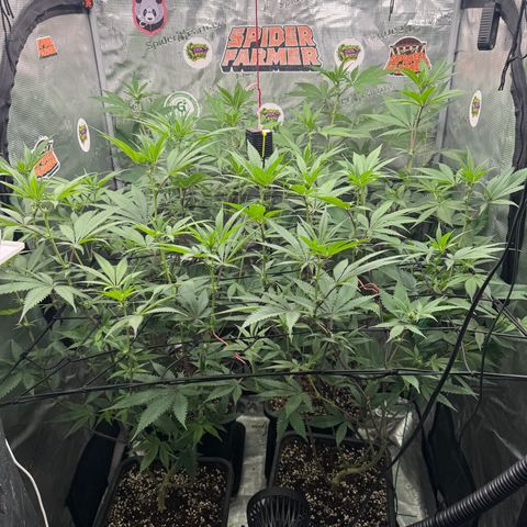 Dante's Inferno (4)  growlog timeline photo