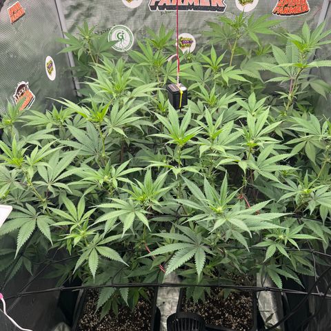 Dante's Inferno (4)  growlog timeline photo