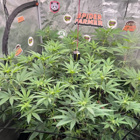 Dante's Inferno (4)  growlog timeline photo