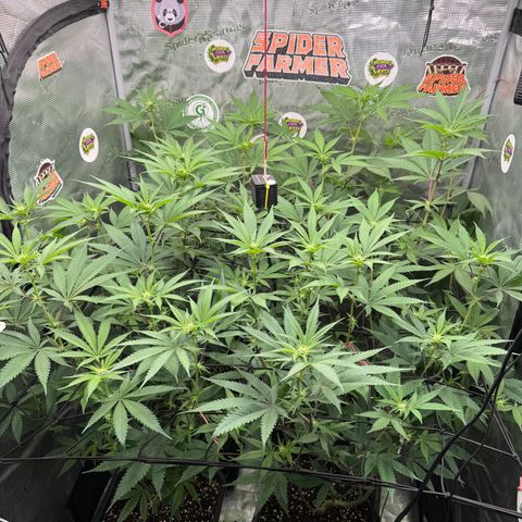Dante's Inferno (4)  growlog timeline photo