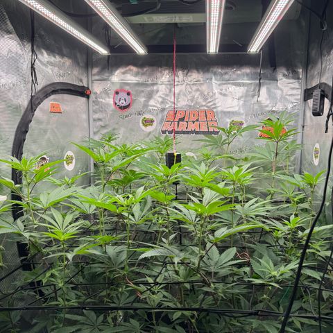 Dante's Inferno (4)  growlog timeline photo