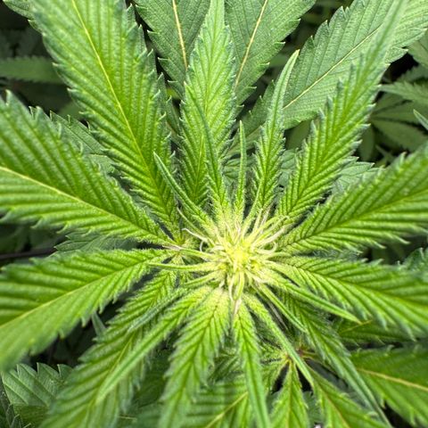 Dante's Inferno (4)  growlog timeline photo