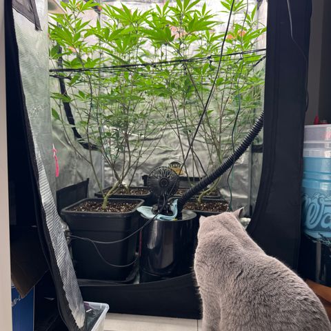 Dante's Inferno (4)  growlog timeline photo