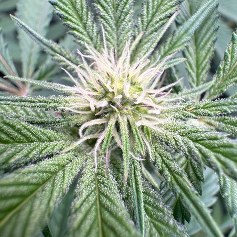 Growlog-Zeitleistenfoto von Dante's Inferno (4) 