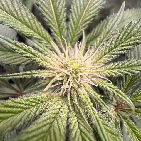 Growlog-Zeitleistenfoto von Dante's Inferno (4) 