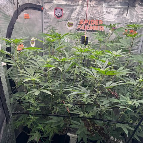 Growlog-Zeitleistenfoto von Dante's Inferno (4) 
