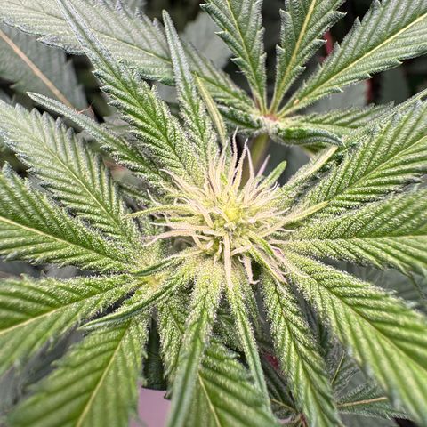 Growlog-Zeitleistenfoto von Dante's Inferno (4) 