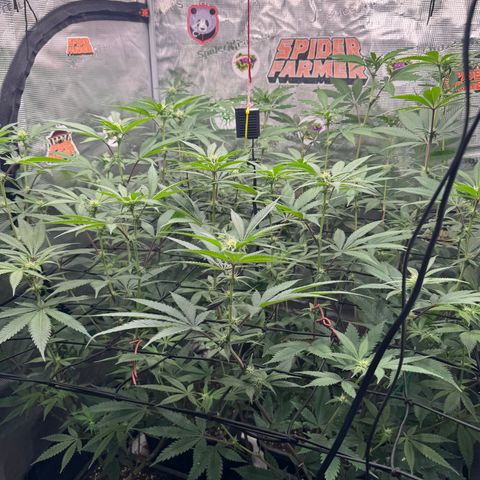 Growlog-Zeitleistenfoto von Dante's Inferno (4) 