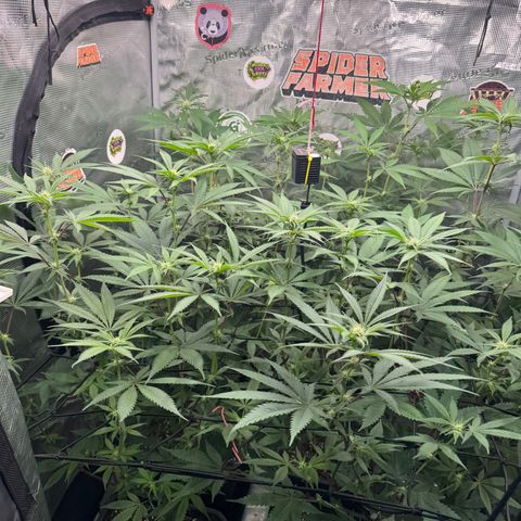 Growlog-Zeitleistenfoto von Dante's Inferno (4) 