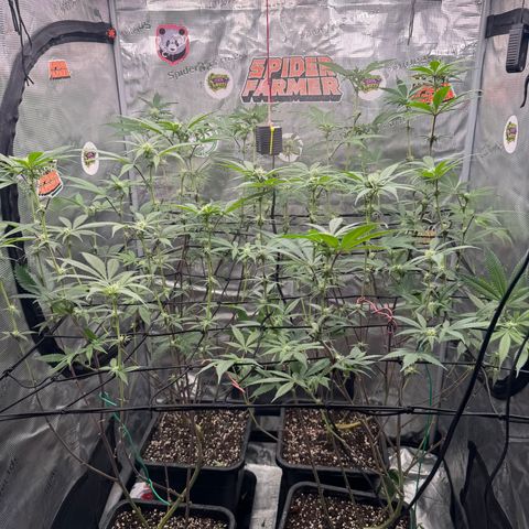 Growlog-Zeitleistenfoto von Dante's Inferno (4) 