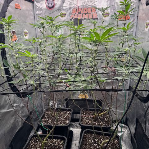 Growlog-Zeitleistenfoto von Dante's Inferno (4) 