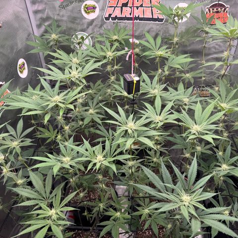Growlog-Zeitleistenfoto von Dante's Inferno (4) 