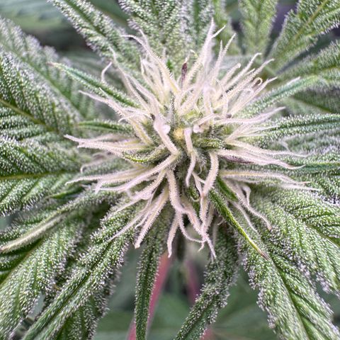 Growlog-Zeitleistenfoto von Dante's Inferno (4) 