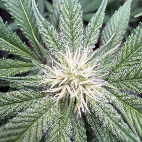 Growlog-Zeitleistenfoto von Dante's Inferno (4) 