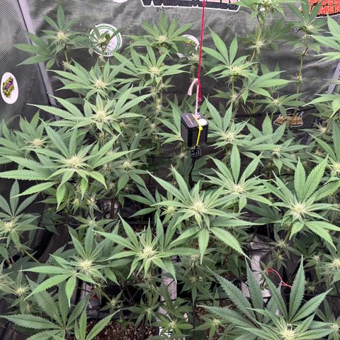 Growlog-Zeitleistenfoto von Dante's Inferno (4) 