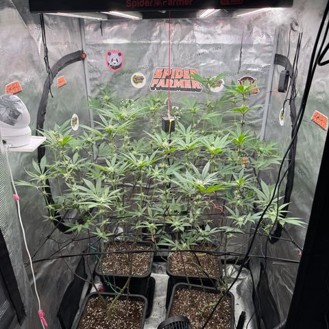 Growlog-Zeitleistenfoto von Dante's Inferno (4) 