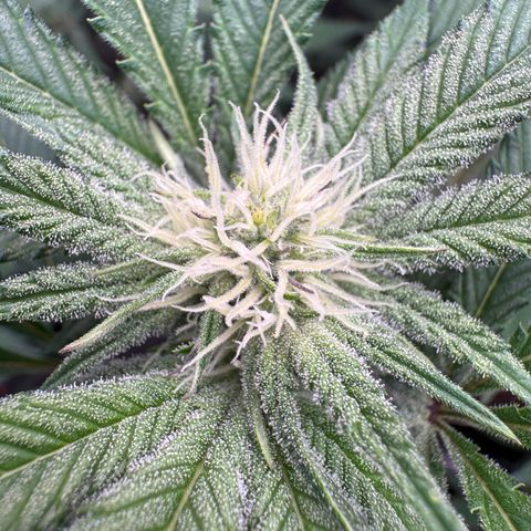 Growlog-Zeitleistenfoto von Dante's Inferno (4) 