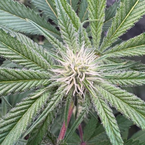 Growlog-Zeitleistenfoto von Dante's Inferno (4) 