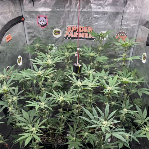 Growlog-Zeitleistenfoto von Dante's Inferno (4) 