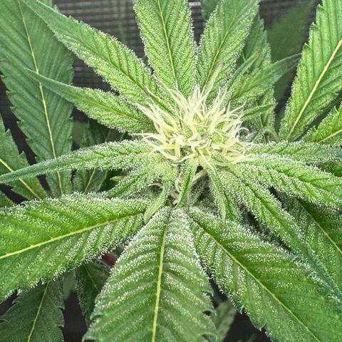 Growlog-Zeitleistenfoto von Dante's Inferno (4) 