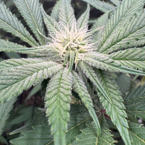 Growlog-Zeitleistenfoto von Dante's Inferno (4) 