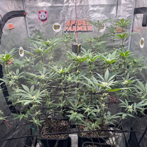 Growlog-Zeitleistenfoto von Dante's Inferno (4) 