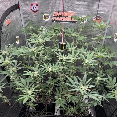 Growlog-Zeitleistenfoto von Dante's Inferno (4) 