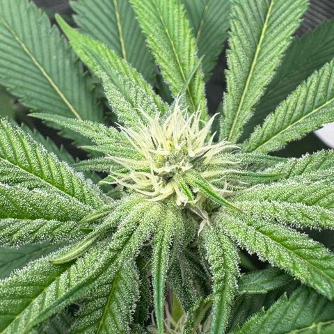 Growlog-Zeitleistenfoto von Dante's Inferno (4) 