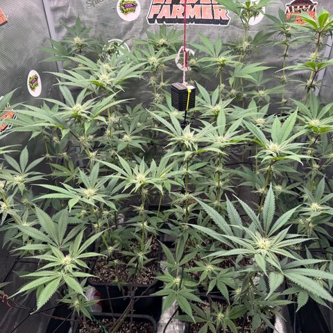 Growlog-Zeitleistenfoto von Dante's Inferno (4) 