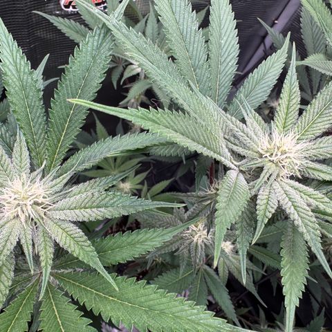 Growlog-Zeitleistenfoto von Dante's Inferno (4) 