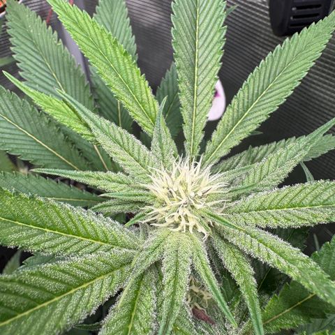 Growlog-Zeitleistenfoto von Dante's Inferno (4) 