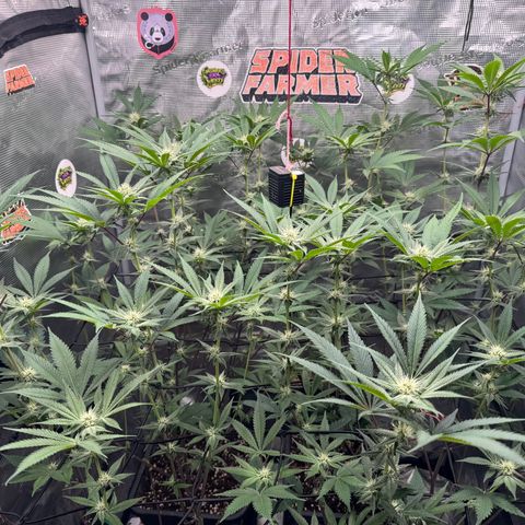 Growlog-Zeitleistenfoto von Dante's Inferno (4) 