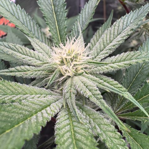 Growlog-Zeitleistenfoto von Dante's Inferno (4) 